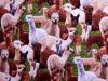 Alpacas