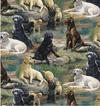 Best in Breed