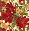 Cream Poinsettia