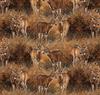 Deer in Fall