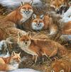 Foxes in Winter