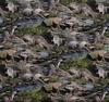 Otters Born Free