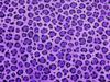 Purple Leopard