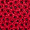 Red Poppies